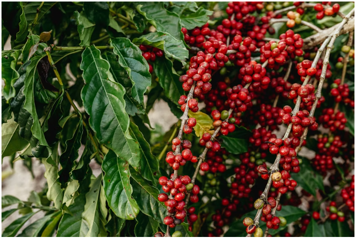 Ibiciro by’ikawa byazamutse ku rwego rw’isi – Abahinzi bishimiye